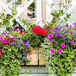 A year’s worth of window box ideas to inspire every season.